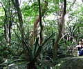 102-0259_IMG.JPG